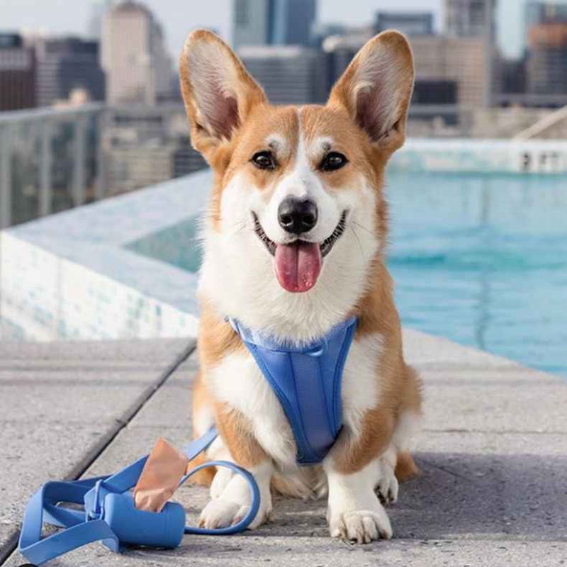 Norvo | Adjustable Dog Vest Harness with 3 Leash Clips