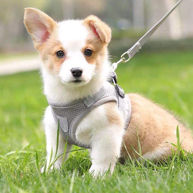 Norvo | Reflekterende Sikkerhets Hundesele og Båndsett Tilbud