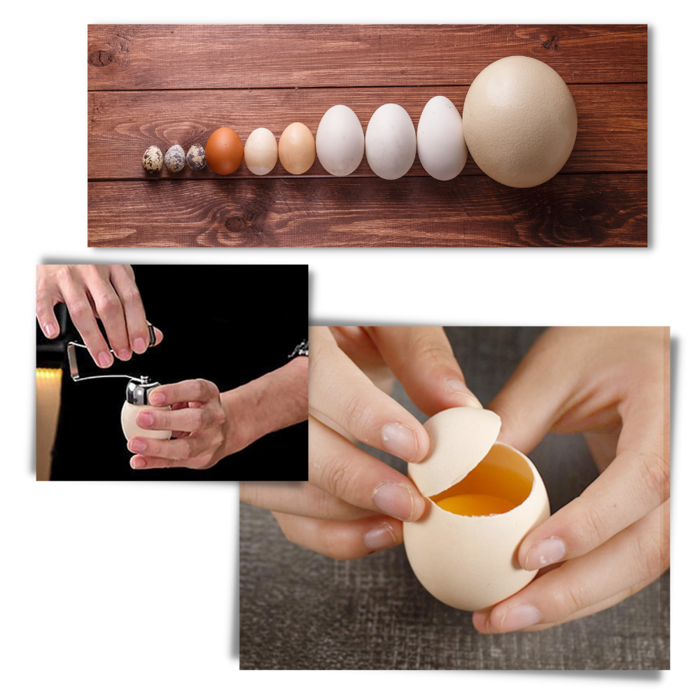 Eggeskallåpner