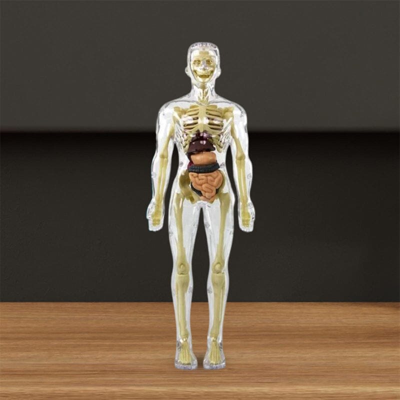 Norvo | 3D menneskekropp torso-modell for barn anatomi modell skjelett