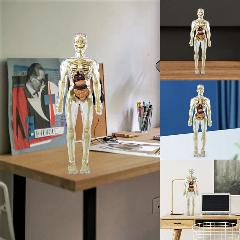 Norvo | 3D menneskekropp torso-modell for barn anatomi modell skjelett