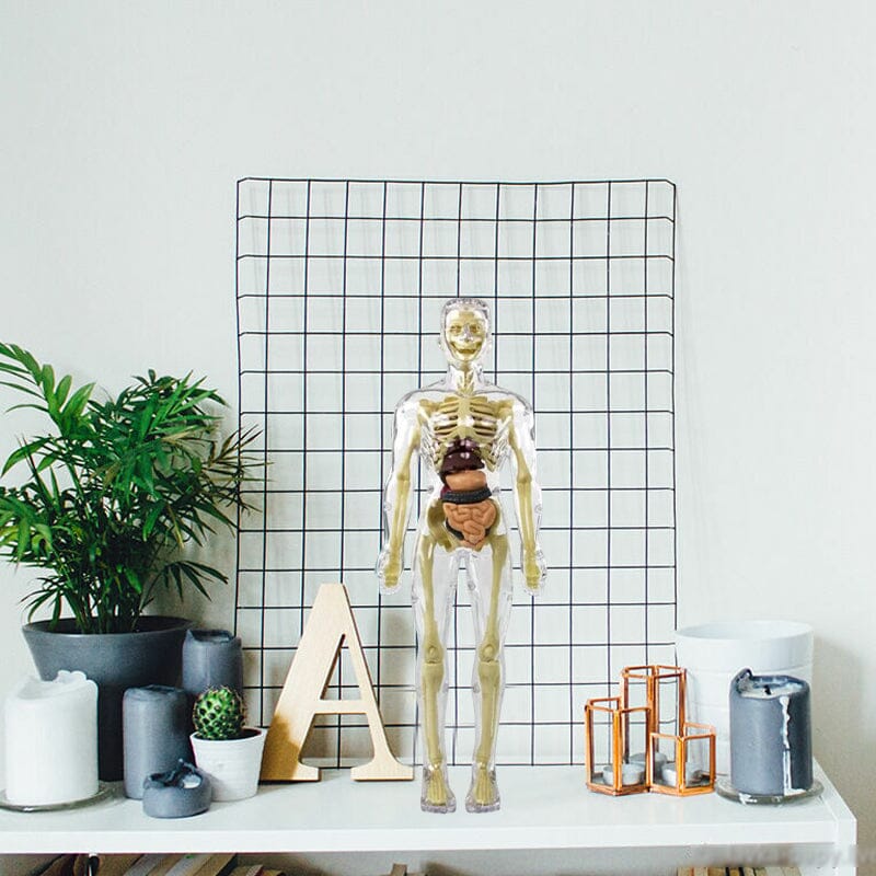 Norvo | 3D menneskekropp torso-modell for barn anatomi modell skjelett