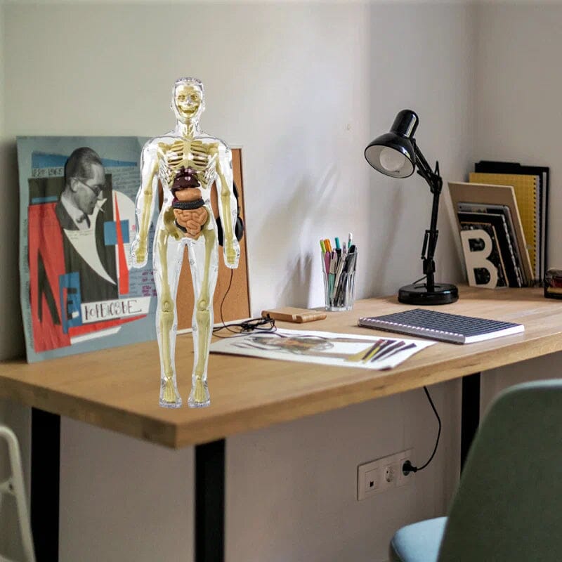 Norvo | 3D menneskekropp torso-modell for barn anatomi modell skjelett