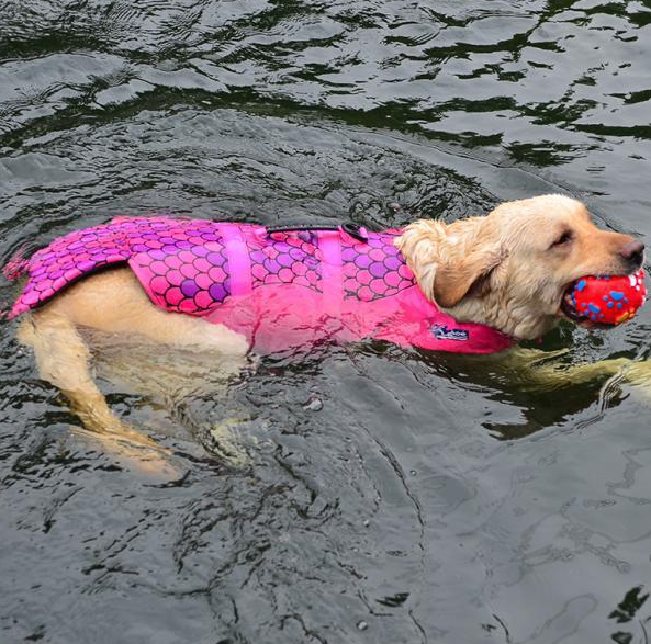 Norvo | Som En Fisk Flytevest For Hunder
