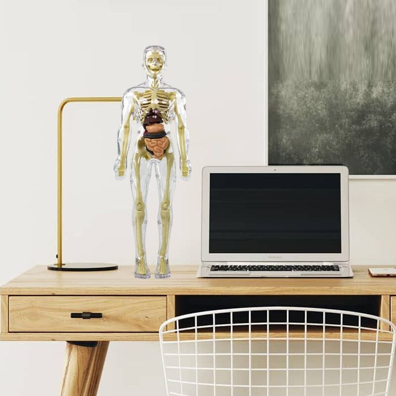 Norvo | 3D menneskekropp torso-modell for barn anatomi modell skjelett