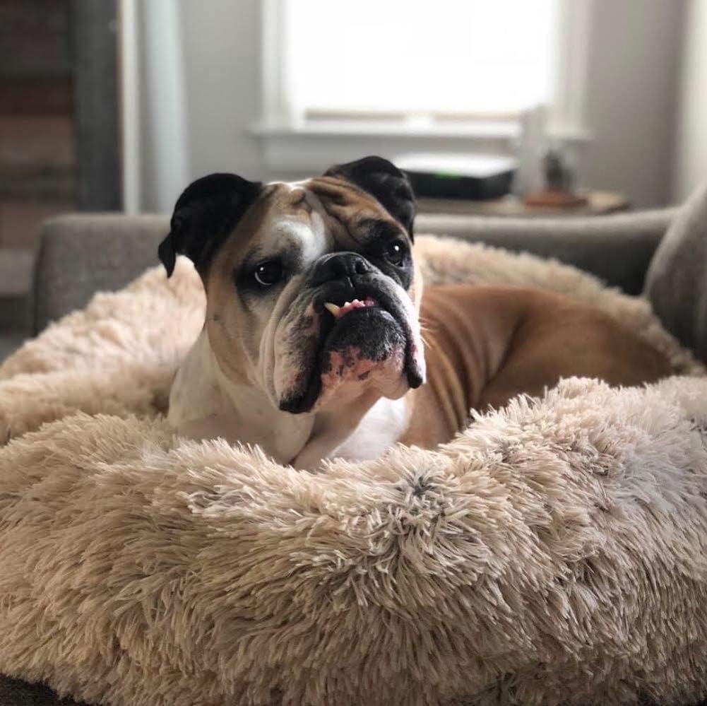 Norvo | Ortopedisk Plysj Donut Hundeseng