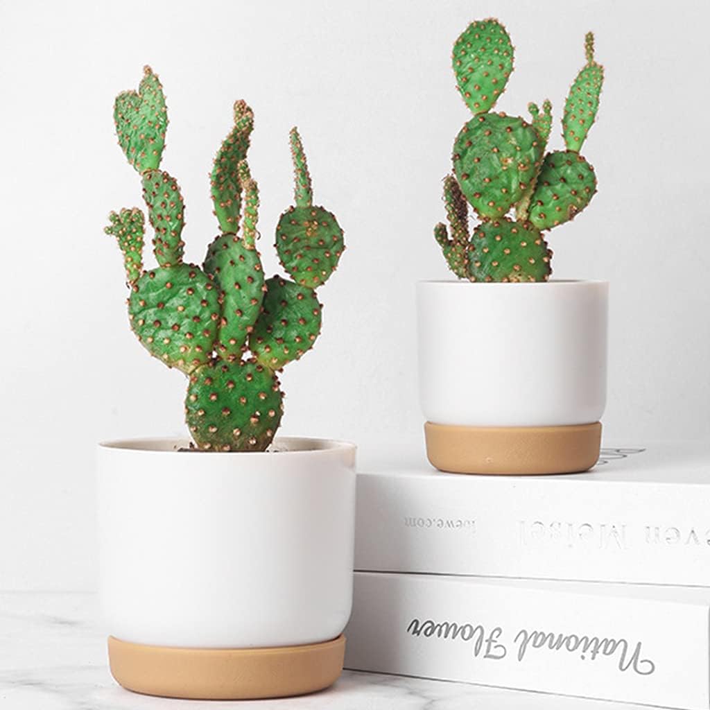 Norvo | Selvvannende blomsterpotte for orkideer og planter – Plast plantecontainer