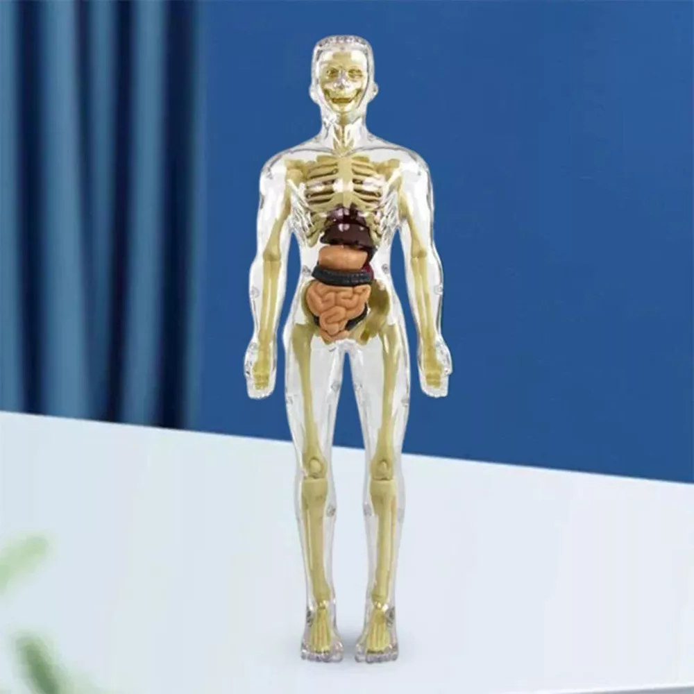 Norvo | Barn 3D Menneskekropp Anatomi Modell Morsom & Utdanningsvitenskap Leketøy