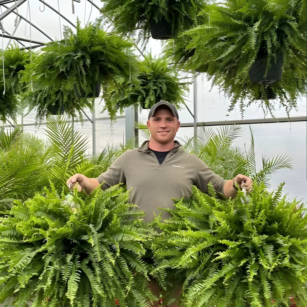 Norvo | Kunstig Boston Fern Hjem Deko Plante