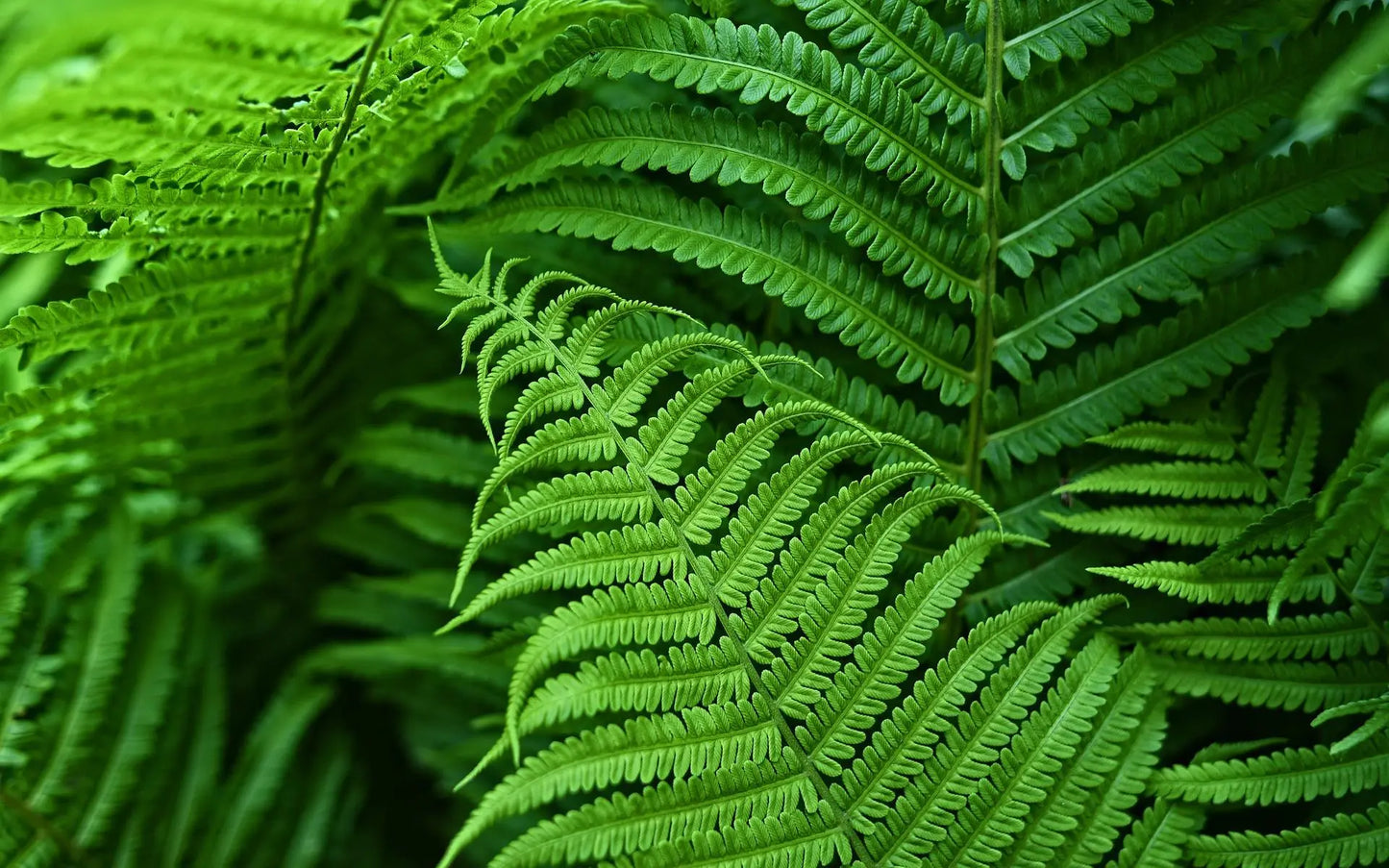 Norvo | UV Resistens Kunstig Boston Fern | Livaktig, Vanntett & Vedlikeholdsfri for Utendørs Dekor