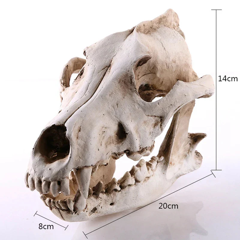 Norvo | Ulv Skjelett Skulptur Modell