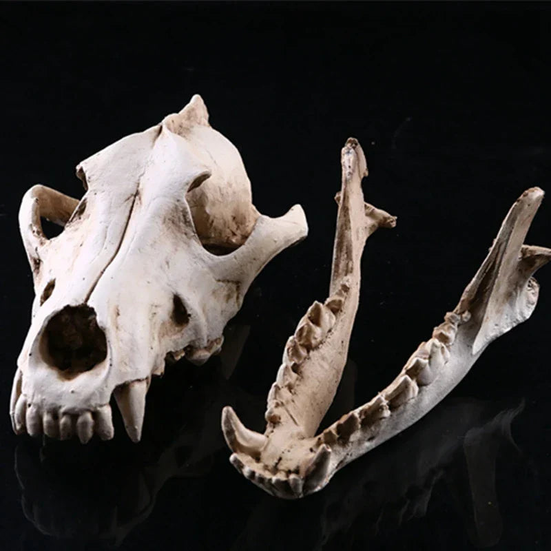 Norvo | Ulv Skjelett Skulptur Modell