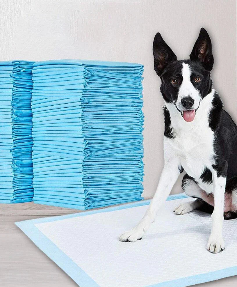 Pet Training Pads - DryPaws Matter Norvo