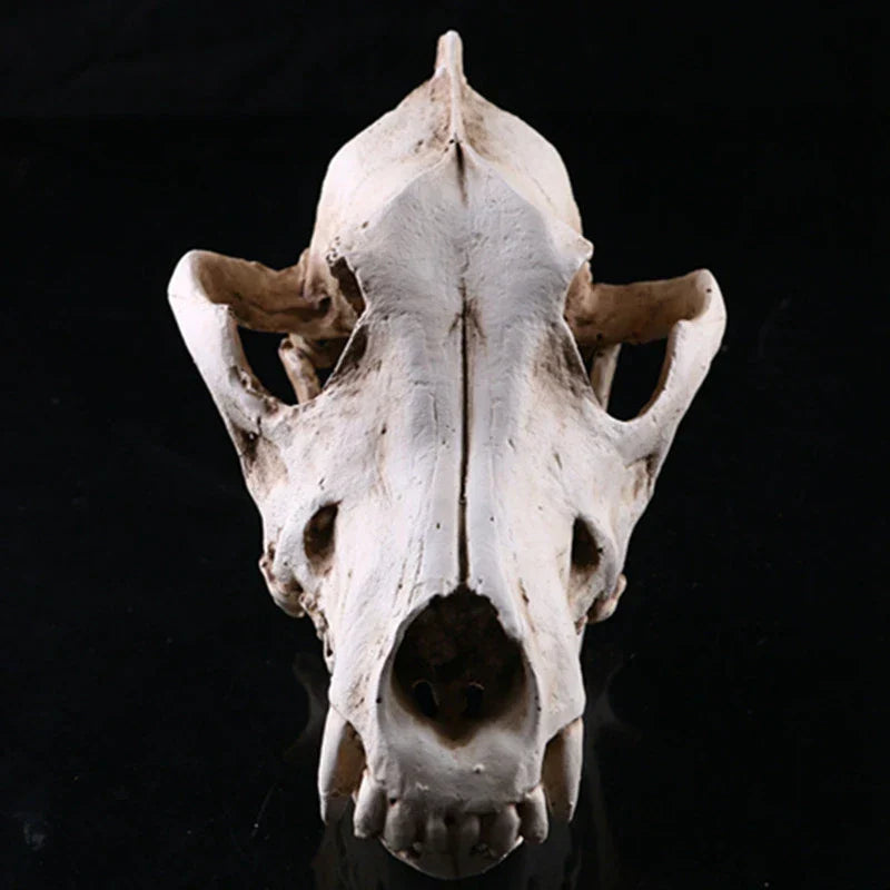 Norvo | Ulv Skjelett Skulptur Modell