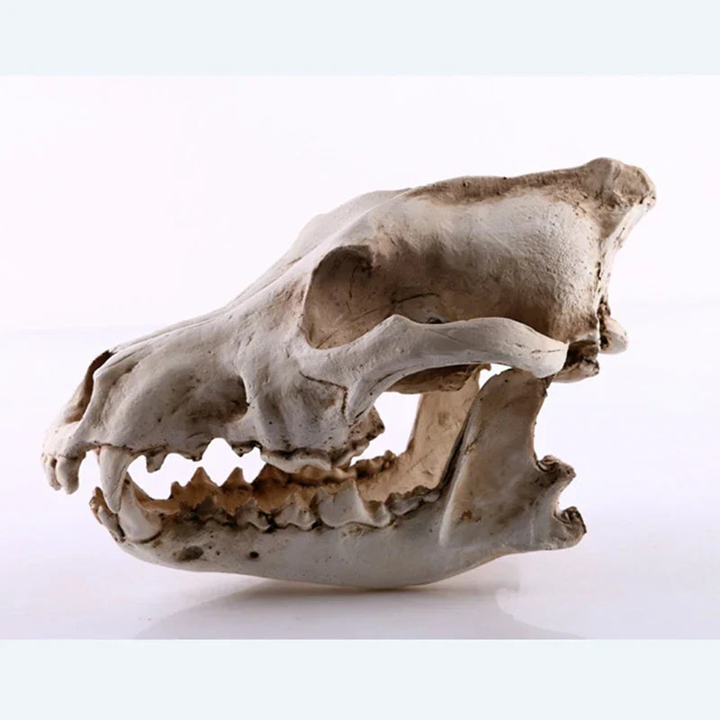 Norvo | Ulv Skjelett Skulptur Modell