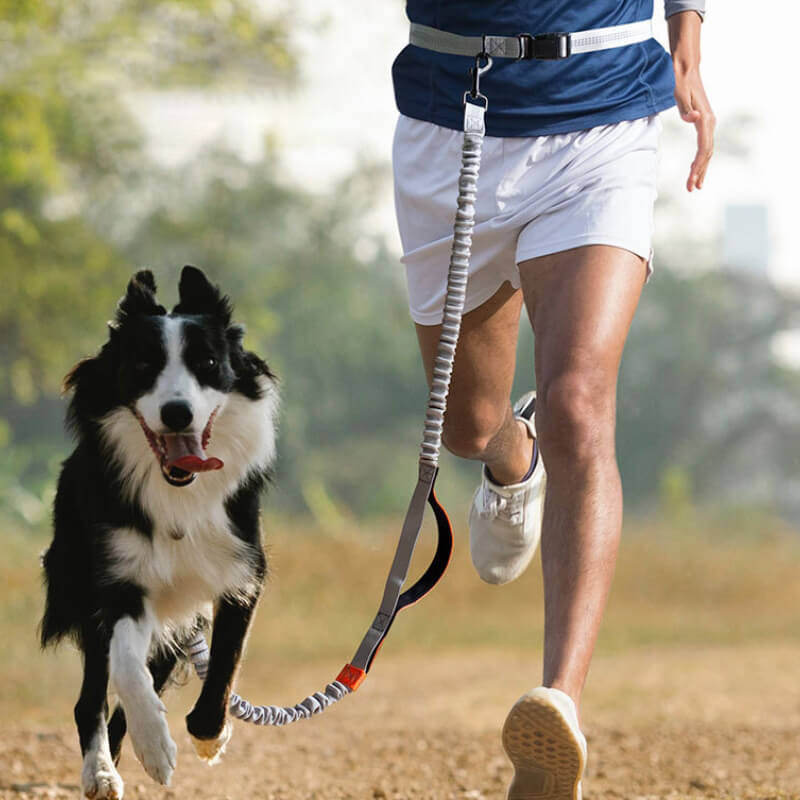 Norvo | Teleskopisk Dobbel Håndtak Multifunksjonell Hundesnor