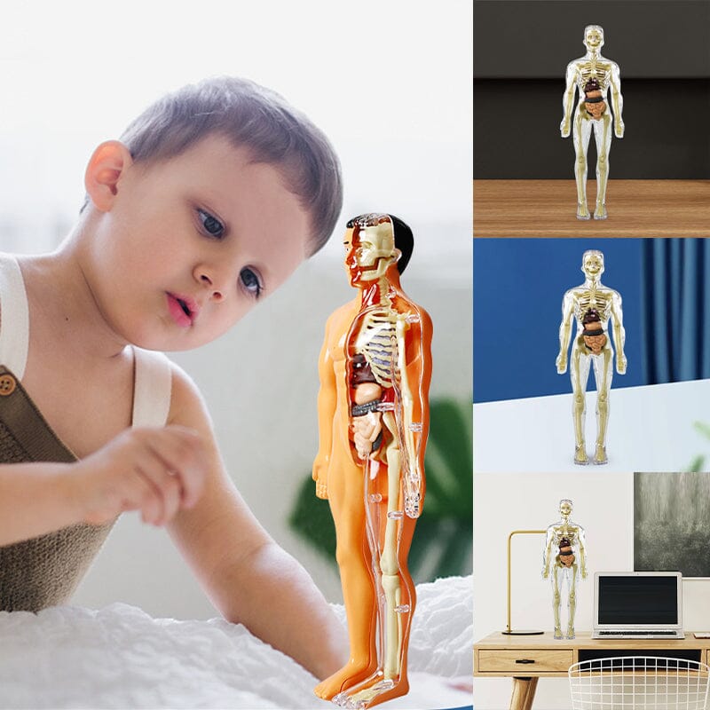 Norvo | 3D menneskekropp torso-modell for barn anatomi modell skjelett