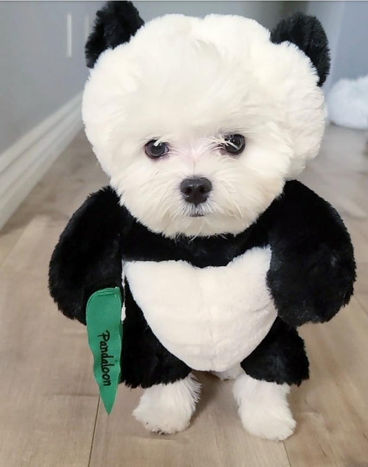 Norvo | Pandaloon Hund og Katt Kostyme Sett