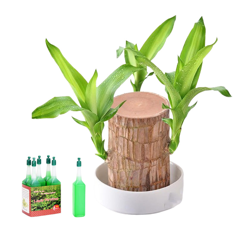 Norvo | Lucky Brazil Wood Potted Plant