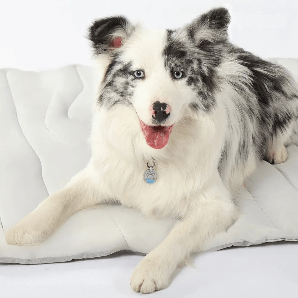 Norvo | CoolPaws Kjølematte – Selvkjølende Hundematte for Lettet i Varme Sommerdager