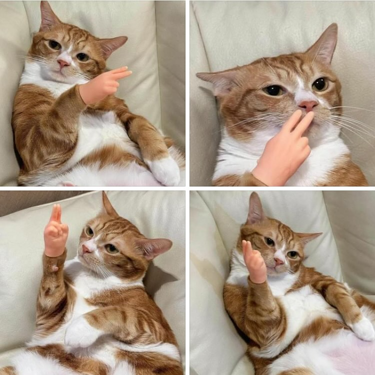 Norvo | CatPal Instant Kat Engasjement