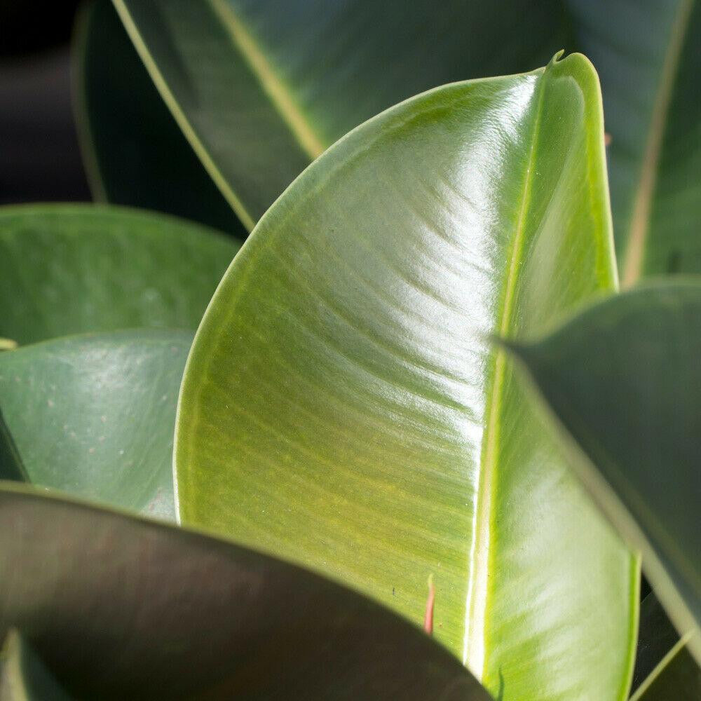 Innendørs Ficus Elastica Stueplante