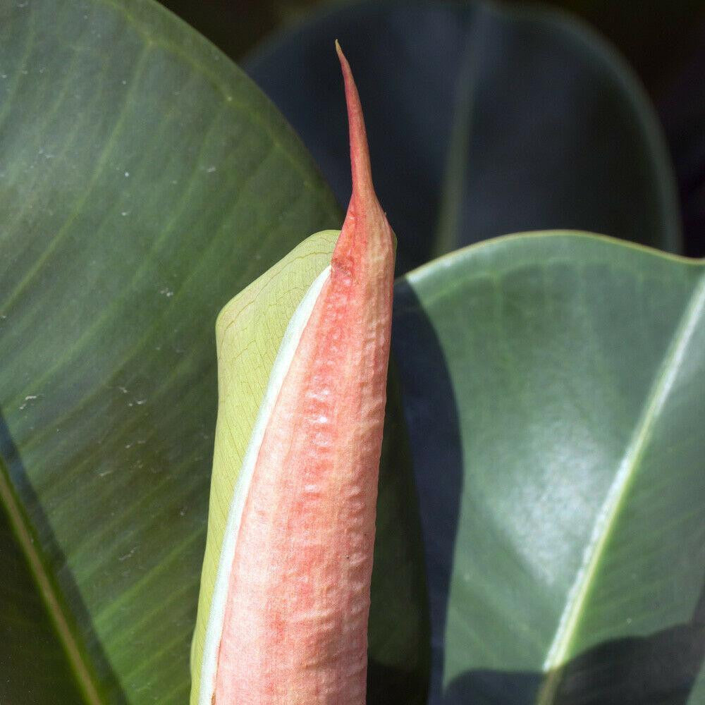 Innendørs Ficus Elastica Stueplante