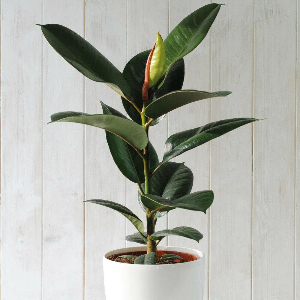 Innendørs Ficus Elastica Stueplante