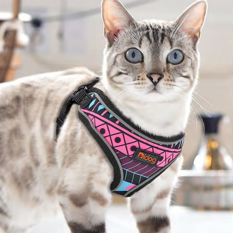 Norvo | Harness Katt Frenchykat