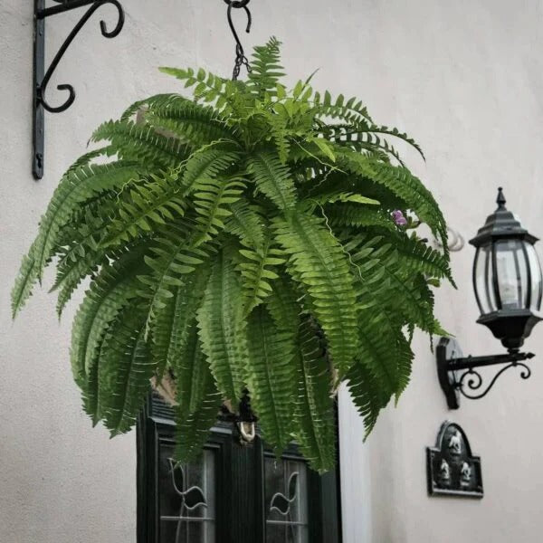 Norvo | UV Resistant Artificial Boston Fern – Livaktig Grønt for Innendørs og Utendørs Arealer