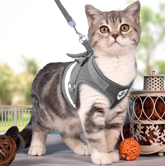 Norvo | Eventyrsett - Sikker sele for eventyrlystne katter