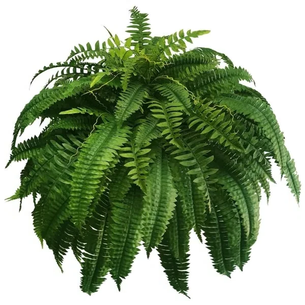 Norvo | UV Resistens Kunstig Boston Fern | Livaktig, Vanntett & Vedlikeholdsfri for Utendørs Dekor