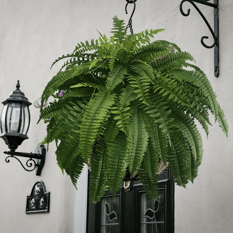 Norvo | UV Resistens Kunstig Boston Fern | Livaktig, Vanntett & Vedlikeholdsfri for Utendørs Dekor