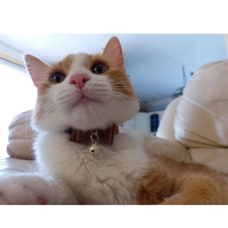 Norvo | Sikkerhetselastisk fluebånd med klokke liten hund katt halsskjede sikkert myk fløyel 6 farger kjæledyrprodukter hundehalsbånd kjæledyrleverandør