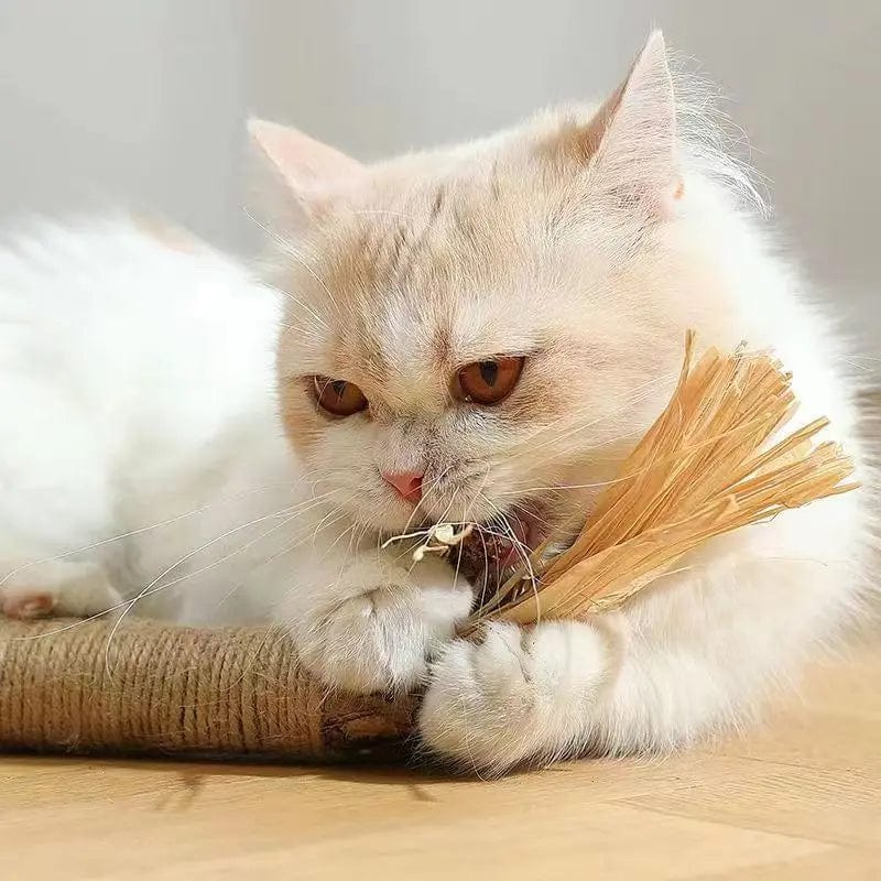 Norvo | Kattmynte Katt Leketøy Naturlig Matatabi Kjæledyr Katt Snacks Stang Renser Tann Fjerner Hår for å Fremme Fordøyelsen Sølvvin Kattunge Koseleketøy