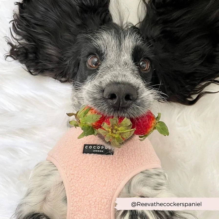 Norvo | Rosa teddy hundesele med god passform