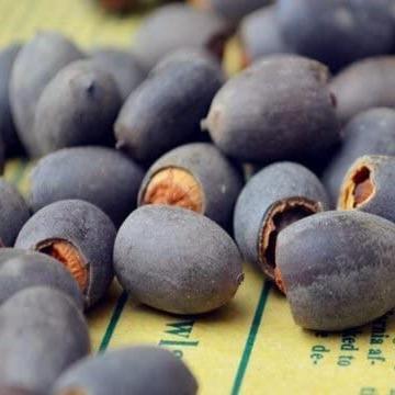 Norvo | Lotusblumen-Samen | Wasserbonsai für Teich und Balkon