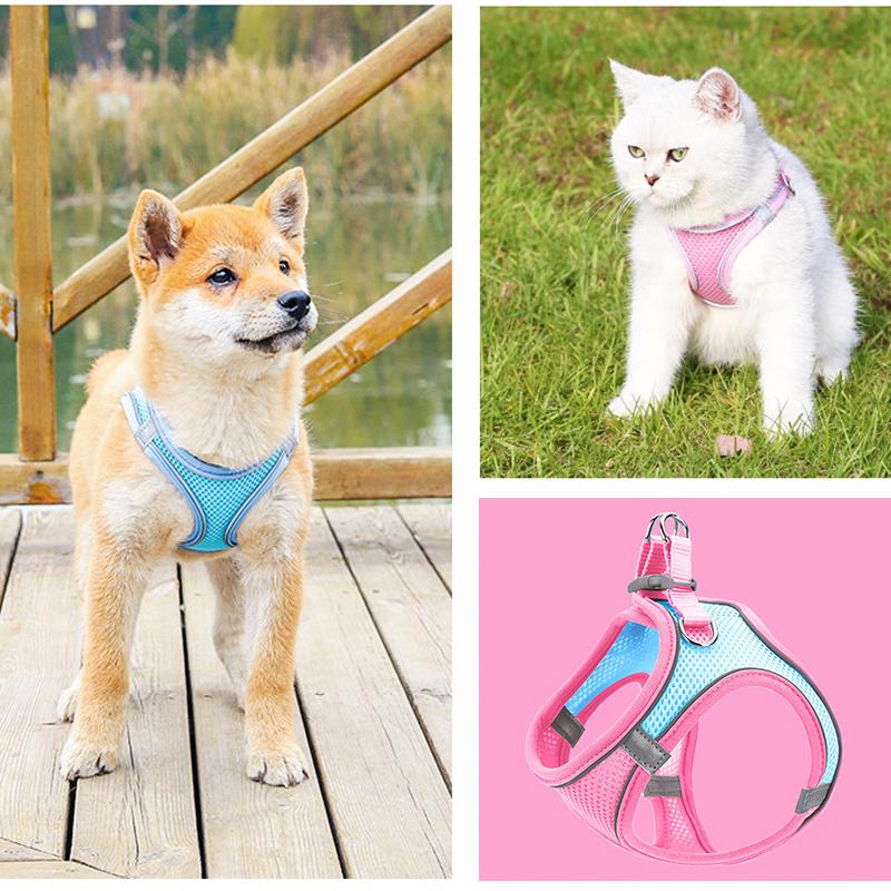 Norvo | Designet for å løfte brystet til kjæledyr