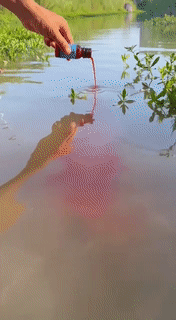 Norvo | Fiskefangende væske