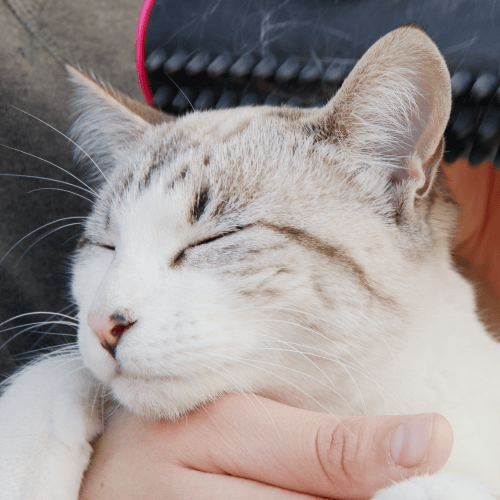 Norvo | 3 i 1 Avfellingsbørste for Underull og Pels