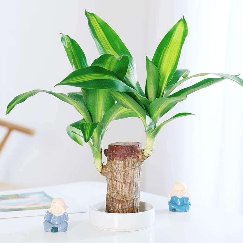 Norvo | Lucky Brazil Wood Potted Plant