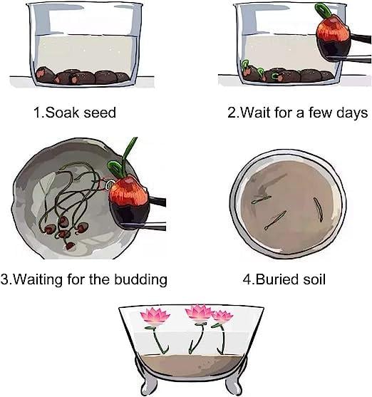 Norvo | Lotusblumen-Samen | Wasserbonsai für Teich und Balkon