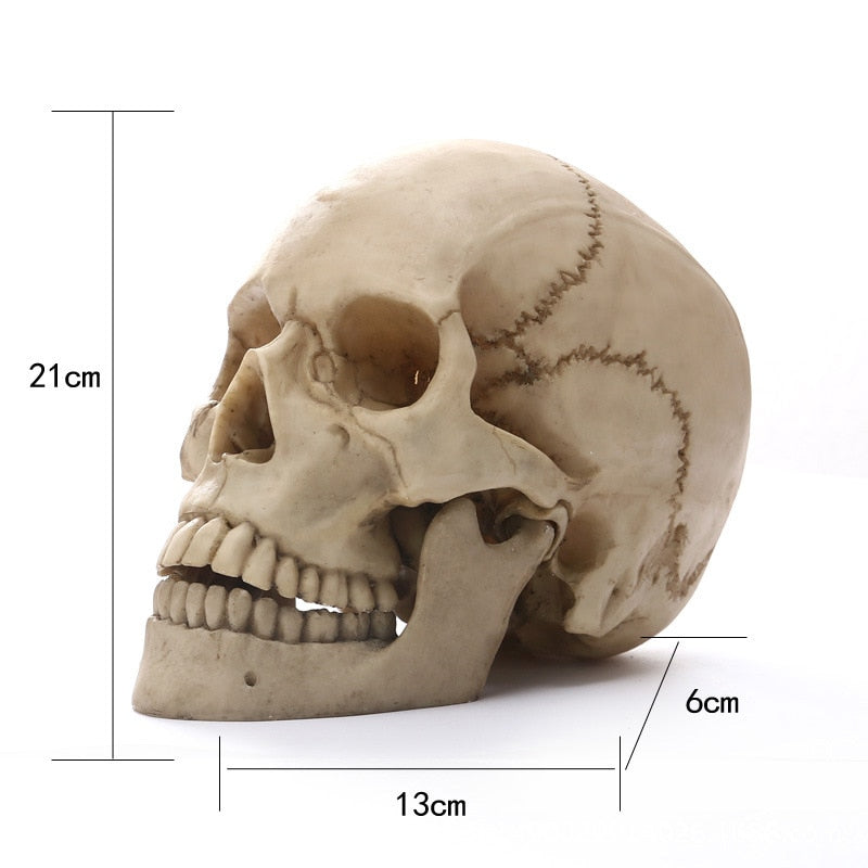 Norvo | 1:1 Menneskeskalle Statue for Hjemmedekorasjon Harpiksfigurer Halloween Dekorasjon Skulptur Medisinsk Undervisning Skissemodell Håndverk
