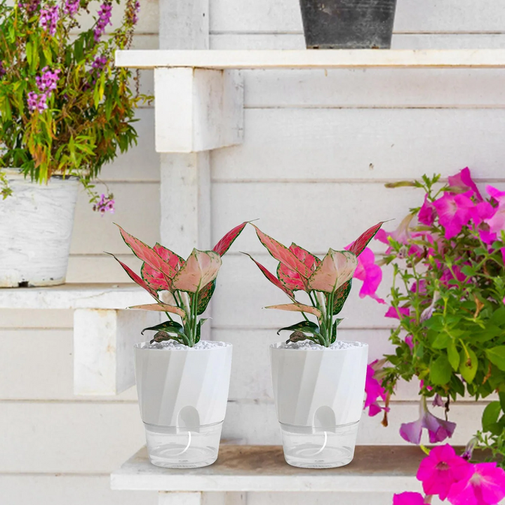 Norvo | Selv vanning planter