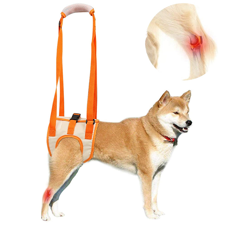 Norvo | Dog Support Lift Harness for ACL Rehab & Arthritis