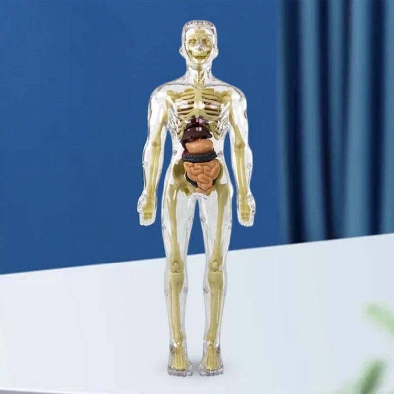 Norvo | 3D menneskekropp torso-modell for barn anatomi modell skjelett