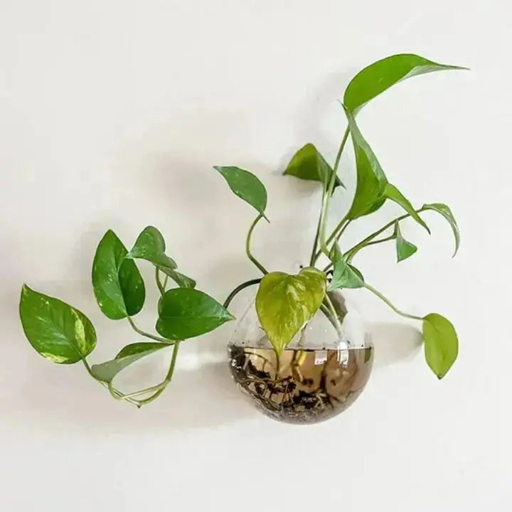 Norvo | GlasOase — Gi Veggene Dine Liv med Frisk Naturkraft og Stil