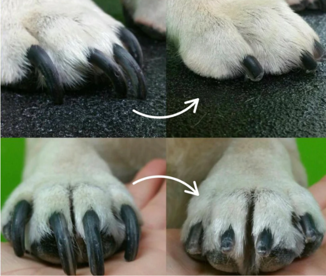 Norvo | PawGlow – Trim hundens negler trygt med innebygd LED-lys