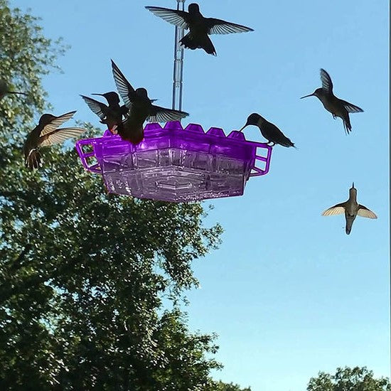 Norvo | Ant Proof Kolibri Matare | 30 Fôrporter, UV-bestandig og Ideell for Utendørs Fugletitting