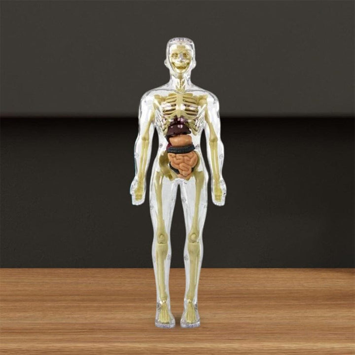 Norvo | 3D menneskekropp torso-modell for barn anatomi modell skjelett